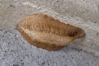 Une oothque contenant des oeufs de la Mante religieuse (Dictyoptre - Mantidae - Mantis religiosa)